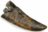 Serrated Tyrannosaurus (T-Rex) Tooth - Montana #246275-1